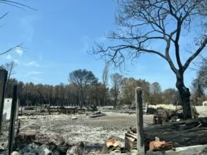 « L’avenue de la désolation » : sur la D106, le paysage d’après l’incendie