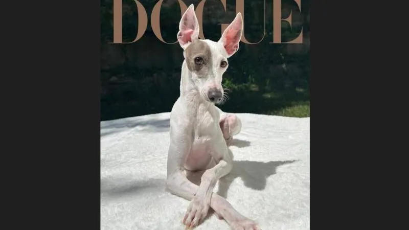 Le Vogue désigne le chien le plus «stylé» de 2026 — encore une mode occidentale